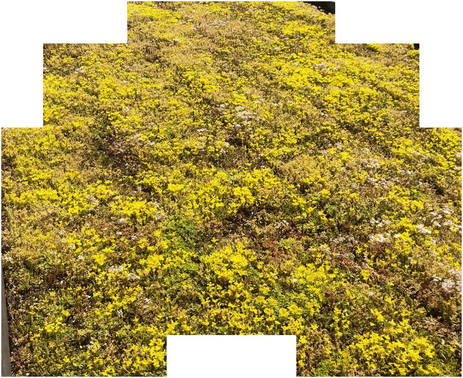 Ekologické strešné riešenia - zelené strechy